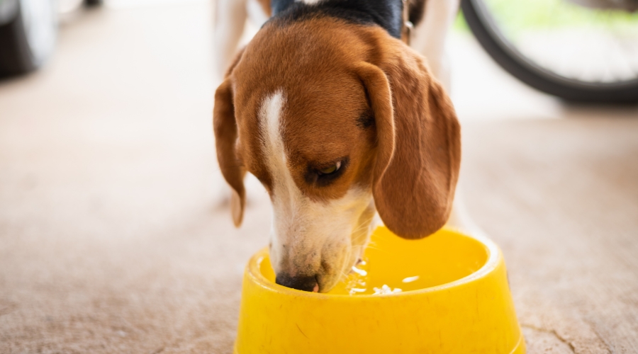 Trockenfutter und trinken - deine-online-hundeschule.de