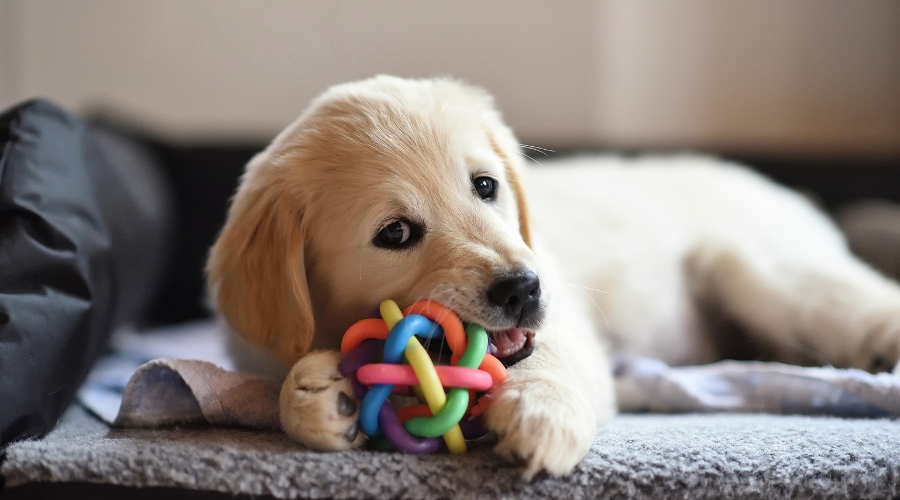 Spielzeug - deine-online-hundeschule.de