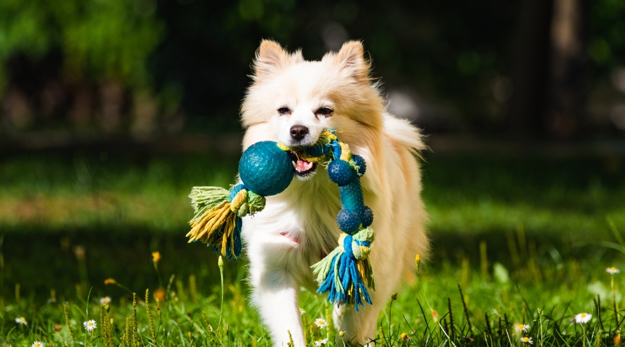 Read more about the article Nicht nur für Welpen: Spielzeug für Hunde zur Förderung des geistigen und körperlichen Wohlbefindens