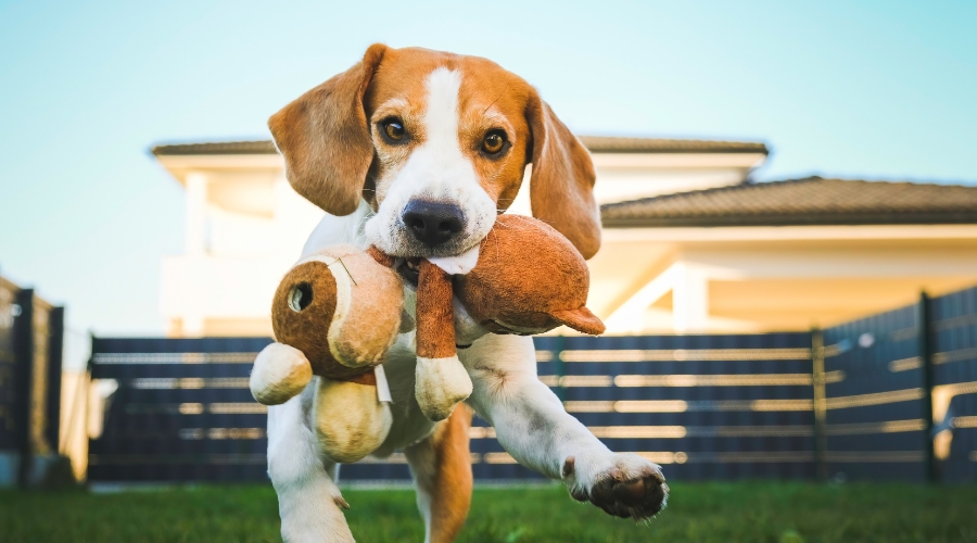 Hundespielzeug - deine-online-hundeschule.de