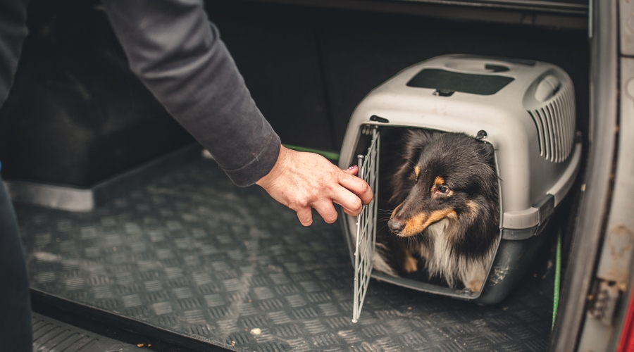 Transportbox Hund - deine-online-hundeschule.de