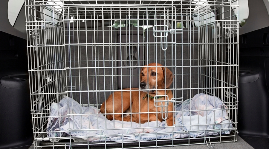 Aluminium Transportbox Hund - deine-online-hundeschule.de