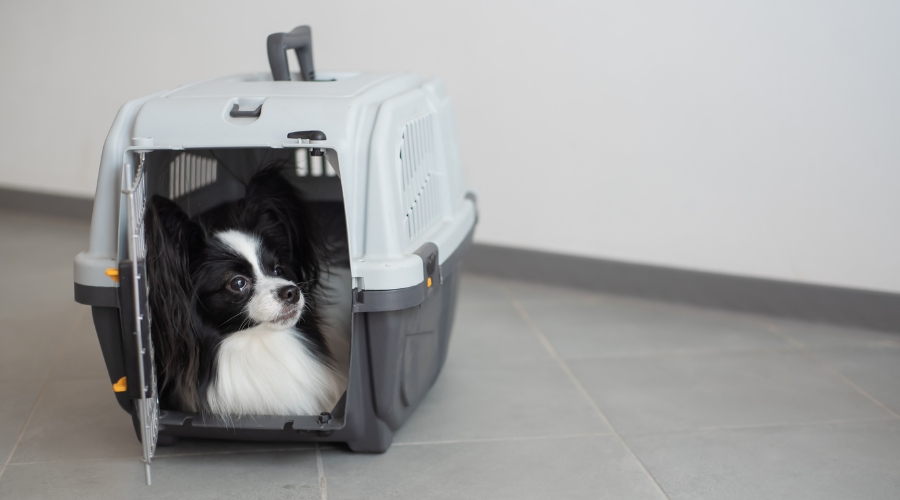 Transportbox Hunde - deine-online-hundeschule.de