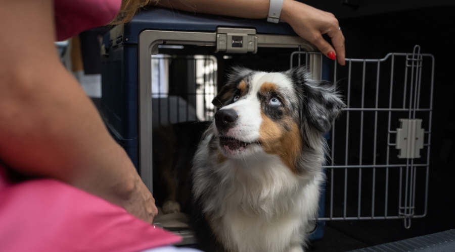 Read more about the article Checkliste Transportbox für Hunde: Diese Faktoren solltest du beachten, bevor du eine kaufst