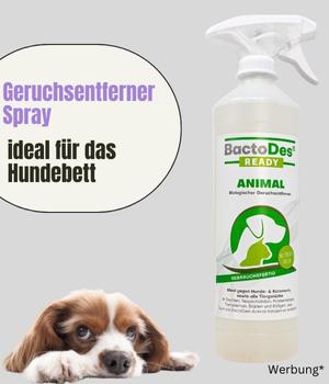 Geruchsentferner Hundebett - deine-online-hundeschule.de
