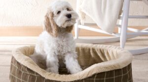 Read more about the article Das ideale Hundebett