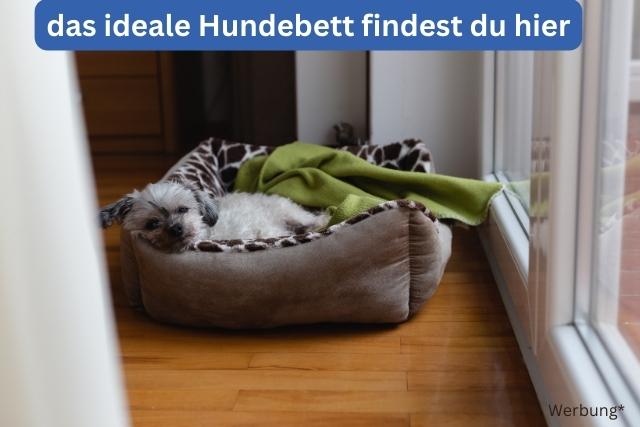 das ideale Hundebett - deine-online-hundeschule.de