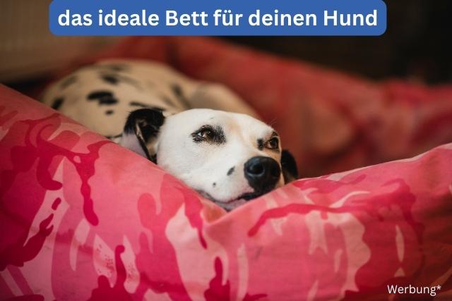 das Bett für deinen Hund - online-hundeschule.de