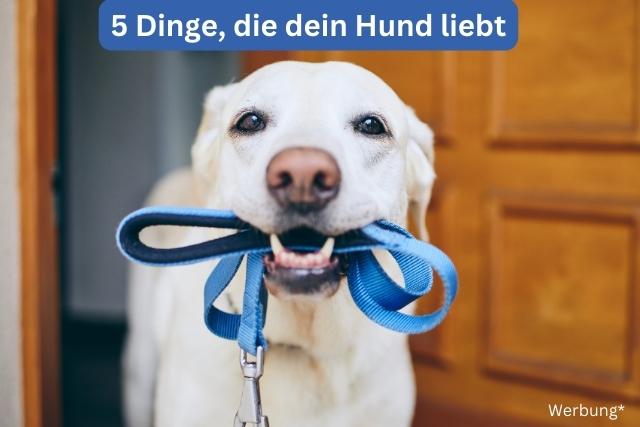 5 Dinge die dein Hund liebt - deine-online-hundeschule.de