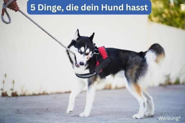 5 Dinge die dein Hunde hassen - deine-online-hundeschule.de