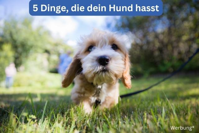 5 Dinge die dein Hunde hassen - deine-online-hundeschule.de