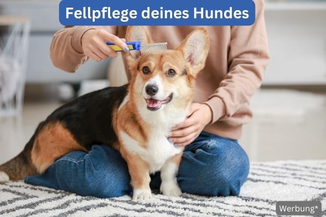 Fellpflege deines Hundes - deine-online-hundeschule.de