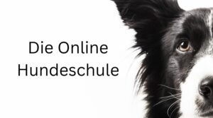 Read more about the article Die Online Hundeschule
