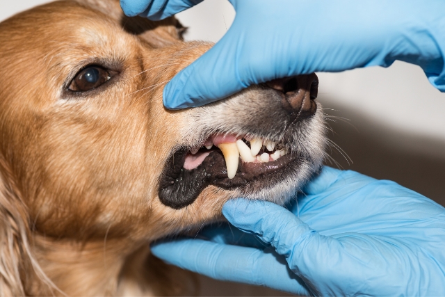 Zahnpflege für Hunde - deine-online-hundeschule.de