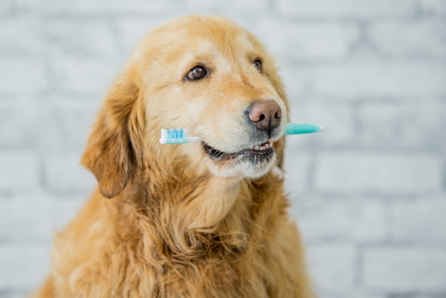 gesunde Zähne bei Hunden - deine-online-hundeschule.de