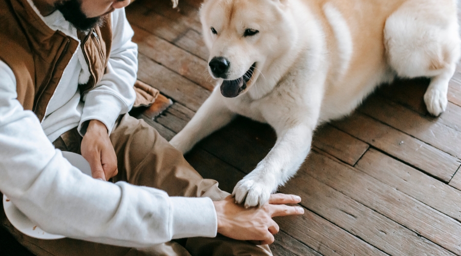 Hundekommandos liebevoll beibringen: Ein Leitfaden
