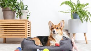 Read more about the article Bettenwahl für Hunde: Komfort trifft Gesundheit bei Hundebetten
