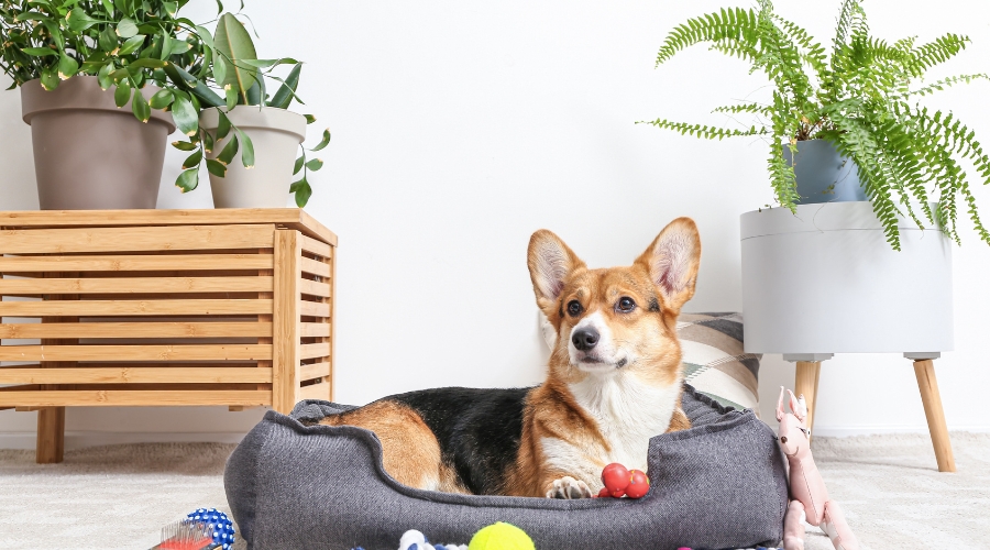 Bettenwahl für Hunde: Komfort trifft Gesundheit bei Hundebetten