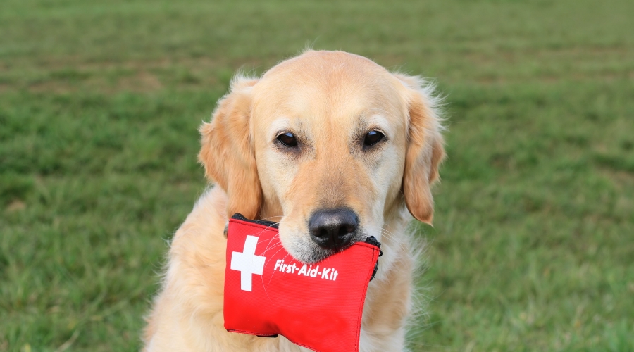 Read more about the article Erste Hilfe für Hunde: Das solltest du wissen