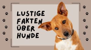 Read more about the article Lerne lustige Fakten über Hunde kennen