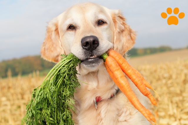 so klappt die Diät für den Hund