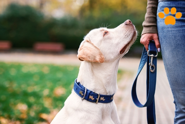 Hund an Hundeleine gewöhnen