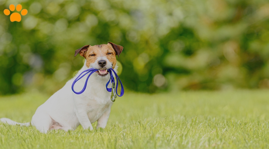 Wie kann ich meinen Hund an die Leine gewöhnen