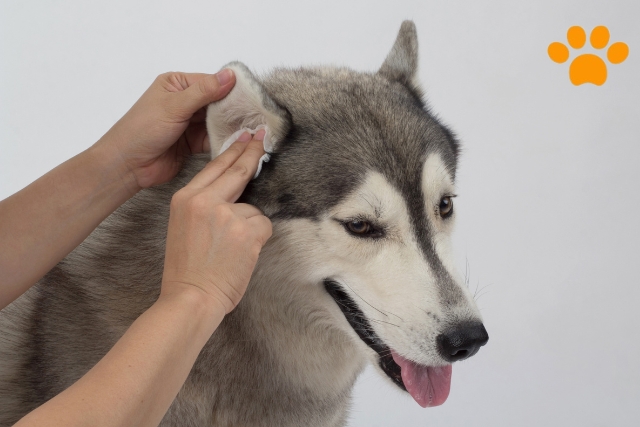 leichte Hunde Ohrenpflege
