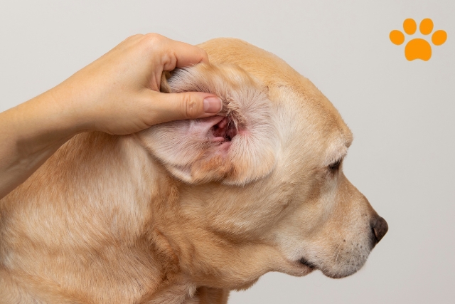 Ohrenpflege Hunde