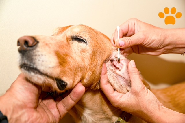 Hunde Ohrenpflege