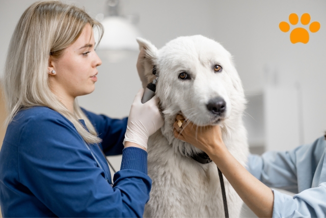 Ohrenpflege Hunde