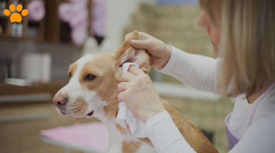 5 Tipps zur Ohrenpflege bei Hunden