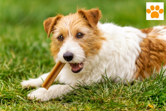 Gesunde Snacks für Hunde als Belohnung