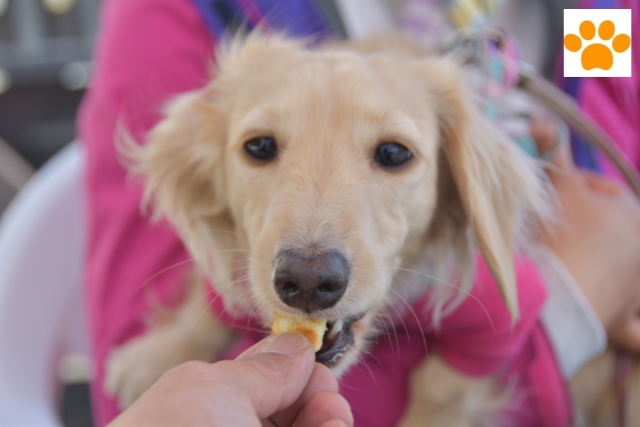 Gesunde Snacks für Hunde geben