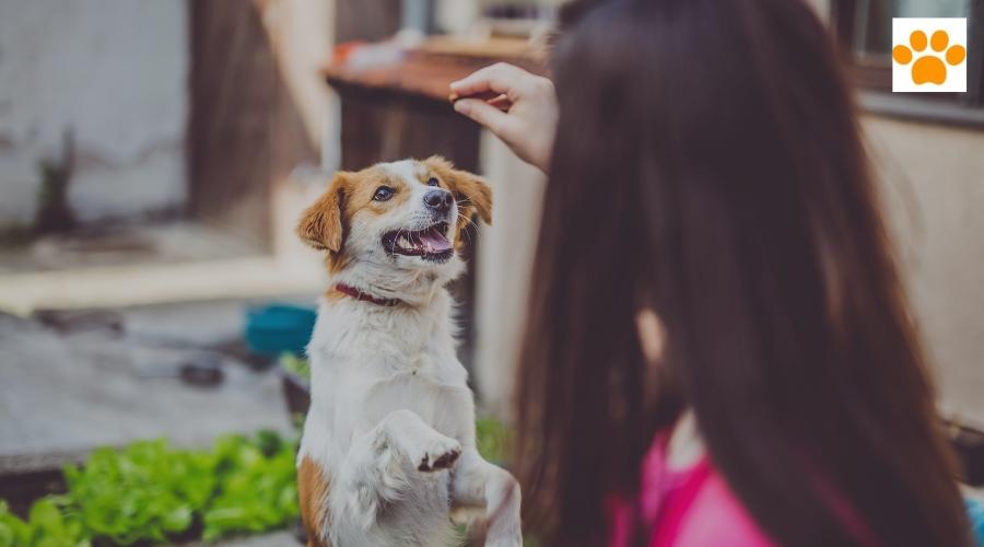 You are currently viewing Gesunde Snacks für Hunde