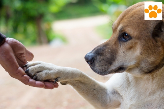 Hund-Mensch-Beziehung fördern