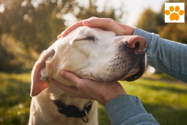 Hund-Mensch-Beziehung verbessern