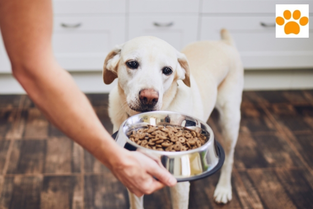 Hundefutter bei Unverträglichkeit