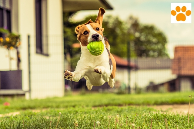 Verhalten bei Hunden verbessern