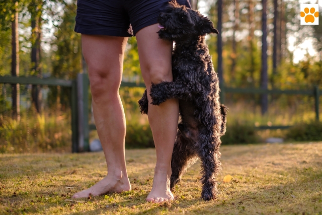 Bindung zum Hund aufbauen