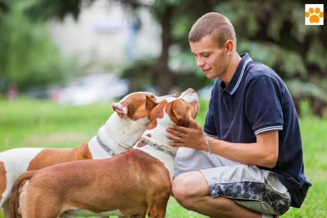 Bindung zum Hund verbessern