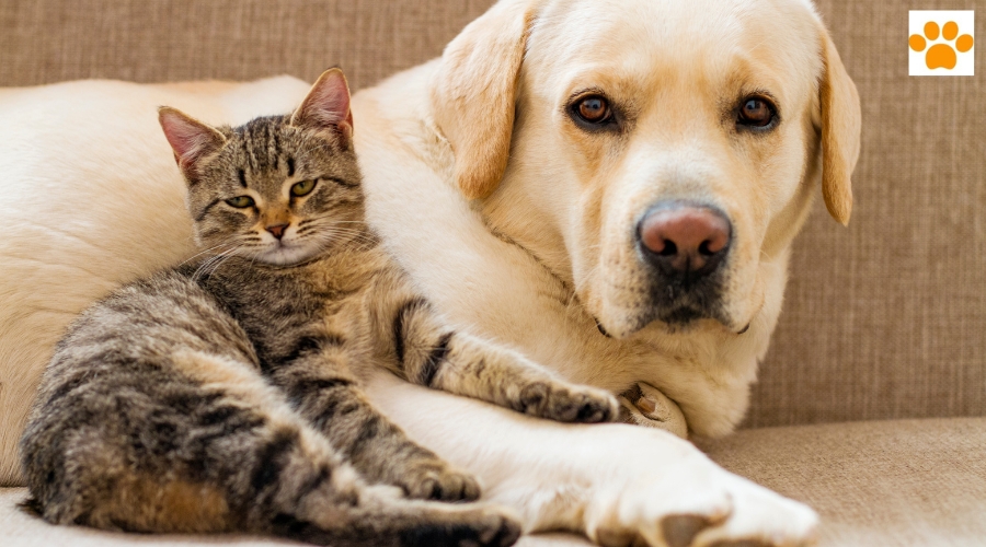 You are currently viewing Hund und Katze – wie gut kommen sie wirklich miteinader aus?