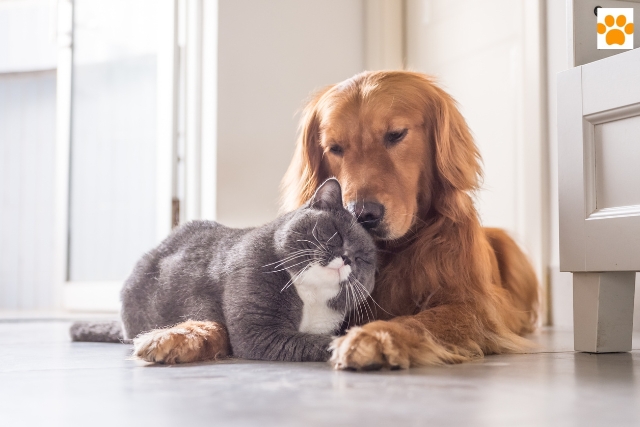 Hund und Katze zusammen