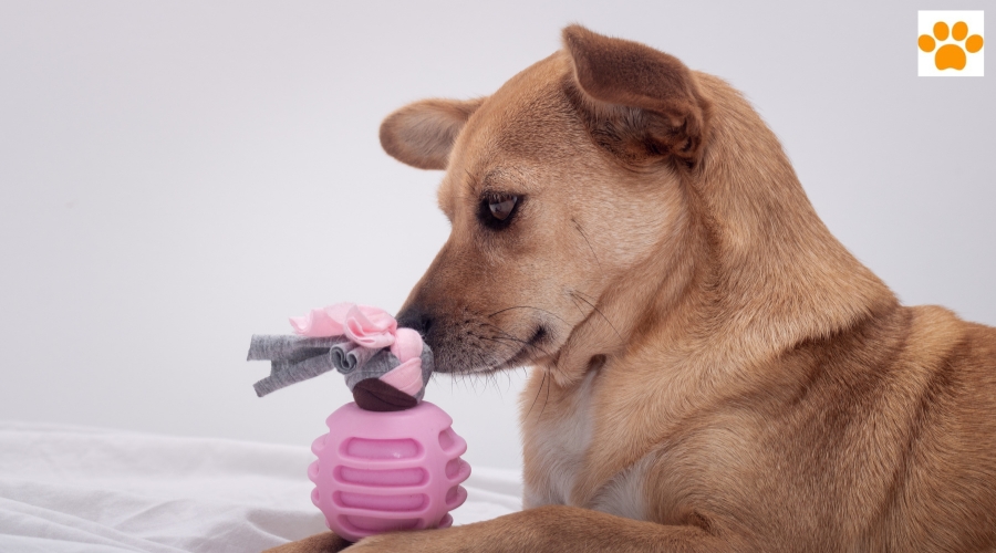 You are currently viewing Interaktives Hundespielzeug – Geist und Körper fordern