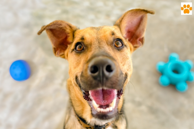 Interaktives Hundespielzeug