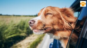 Read more about the article Reisen mit Hund – Tipps für einen stressfreien Urlaub