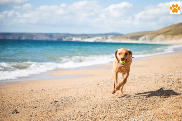 Reisen mit Hunden