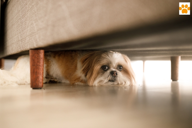 Verhaltensstörungen beim Hund