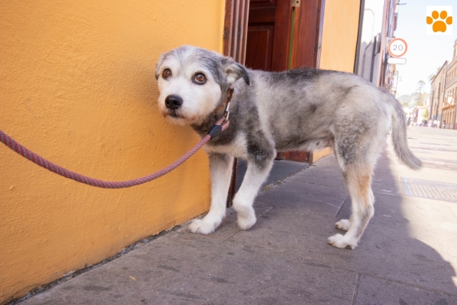 Verhaltensstörungen beim Hunde