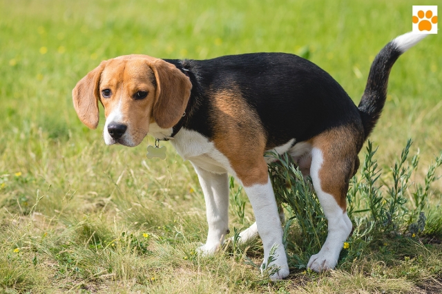 Verstopfung beim Hunde